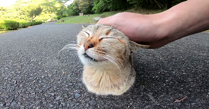 香箱座りする猫