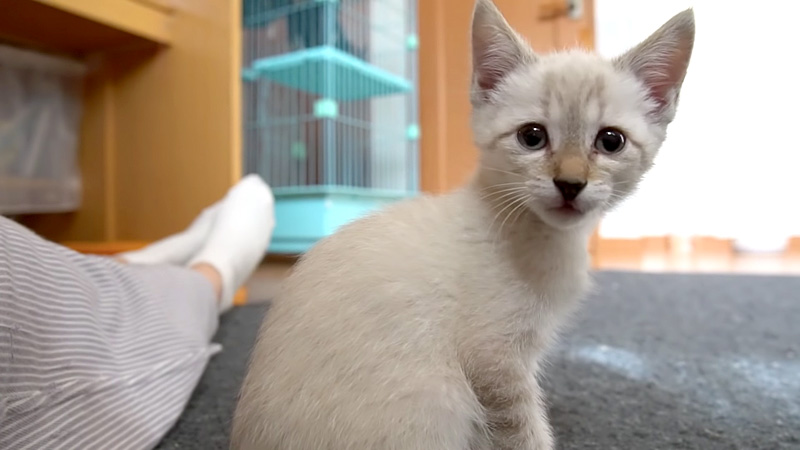 新しい部屋に来た子猫