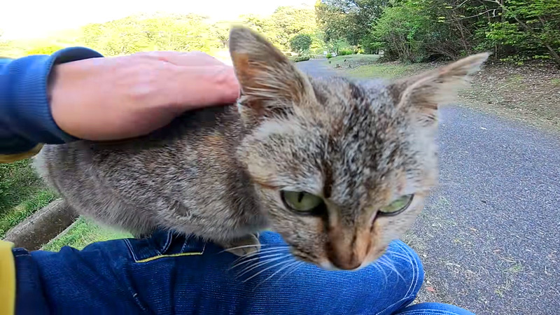 膝に乗る猫