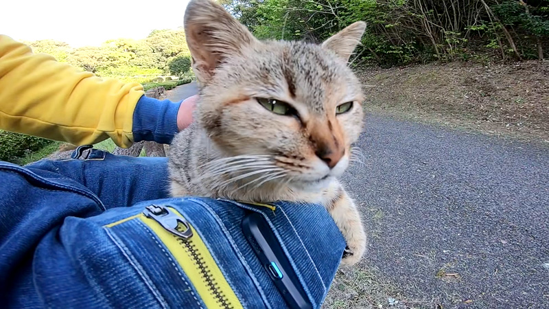 膝を抱える猫