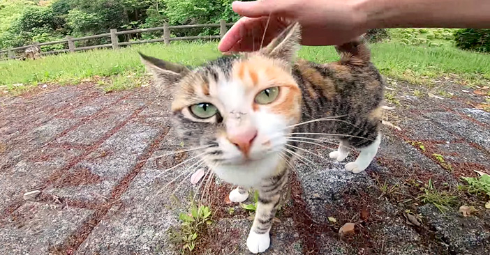 喜びの声を上げる猫