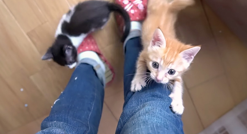 足を登ろうとする子猫