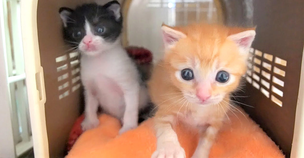 police_cat_title-1024x534.jpg