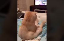 テレビに夢中の猫