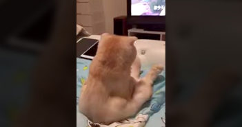 テレビに夢中の猫