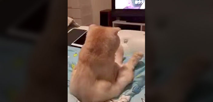 テレビに夢中の猫