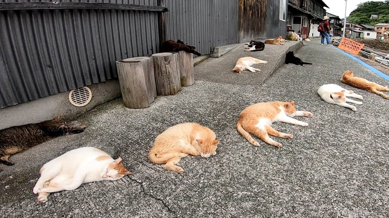 程よい距離を保ちながら道路で寝転がる猫さん達を発見 近づいてナデナデしてみると 警戒心がゼロだった 艸 エウレカ