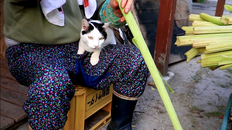 秋田蕗の塩漬け作りをするおばあちゃんに寄り添う猫さん 可愛い声で応援しながら おばあちゃんを見守る姿に心が和む エウレカ