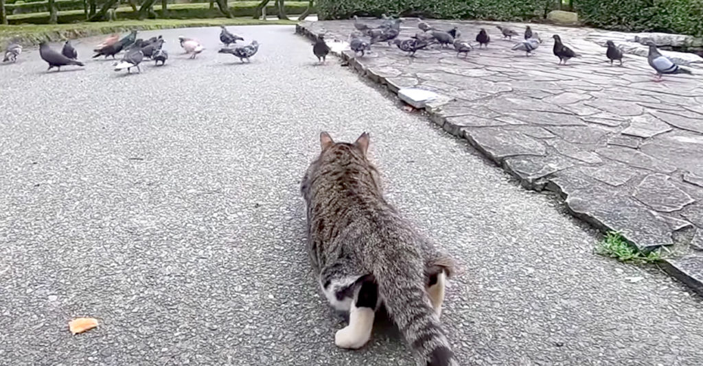 鳩を狙う猫