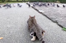 鳩を狙う猫
