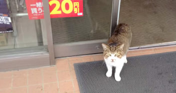 コンビニで出会った猫