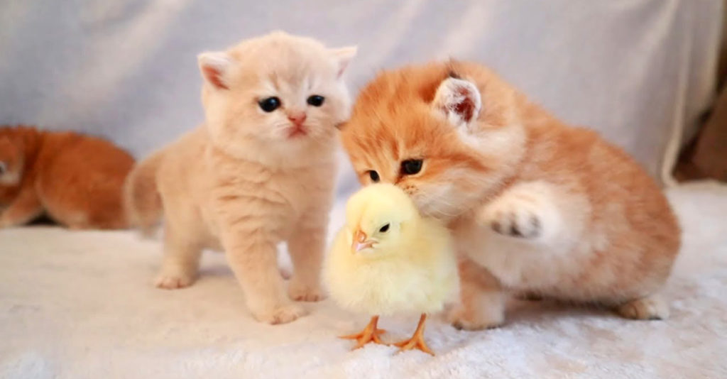 hiyoko_cat_title-1024x534.jpg