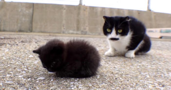 子猫と猫