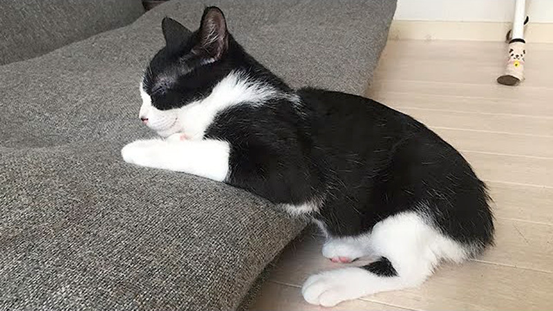 ソファーの端っこで眠る子猫
