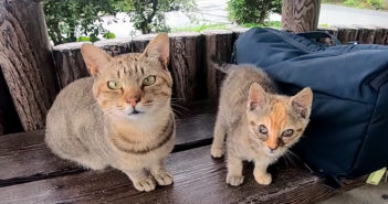 雨宿りする猫