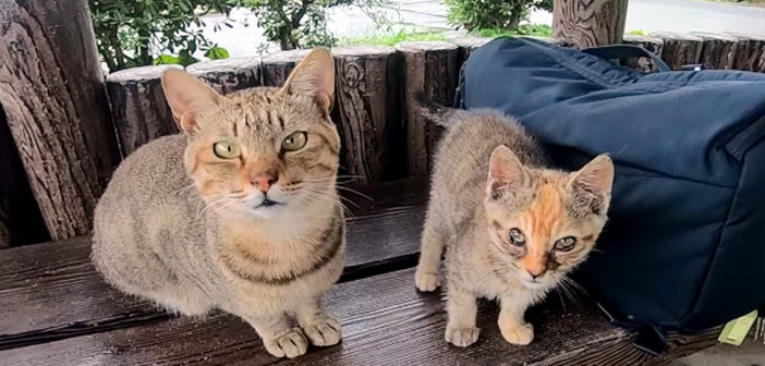 雨宿りする猫