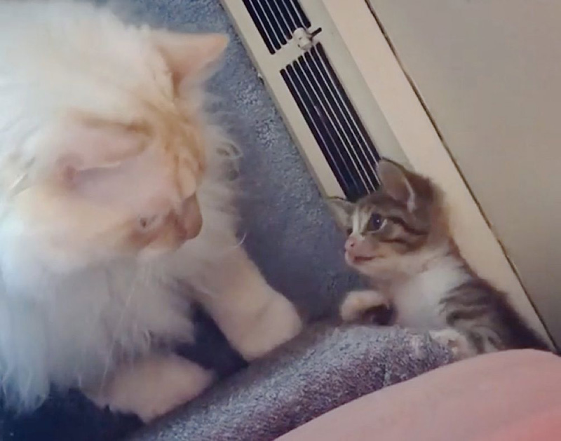 猫と子猫の出会い