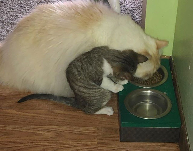 仲良くなった猫達