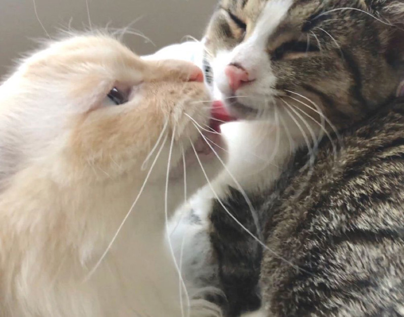 いつも一緒の猫達