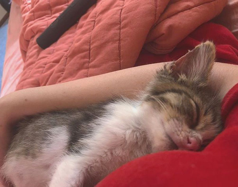 眠る子猫