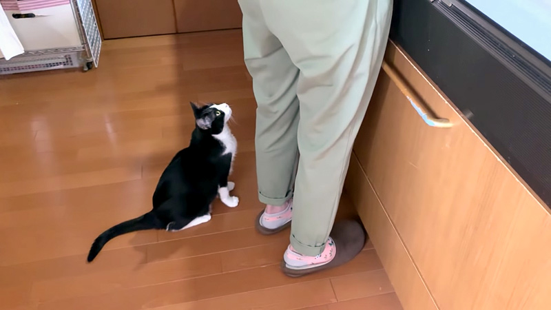 お母さんに甘えたい猫