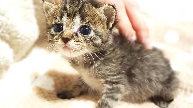 甘える子猫