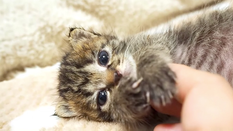 甘える子猫