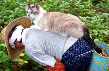 小豆を収穫するおばあちゃんに寄り添う猫
