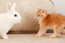 ウサギと子猫