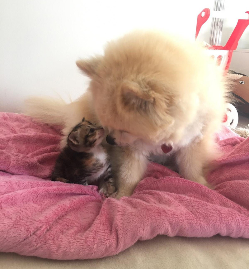 仲良しな子猫と犬