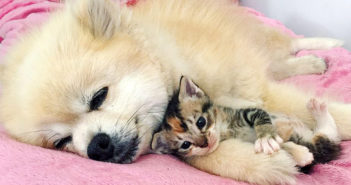 犬と子猫