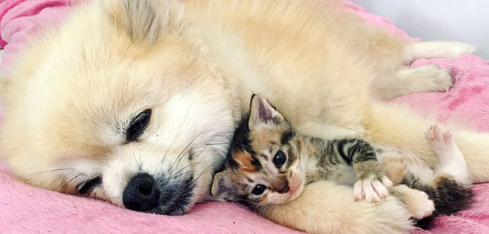 犬と子猫