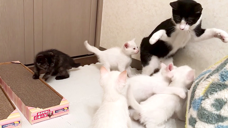 初対面した先住猫と子猫達