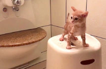 お風呂が大好きな子猫