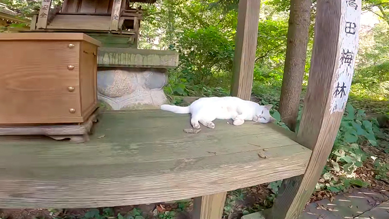 神社の猫