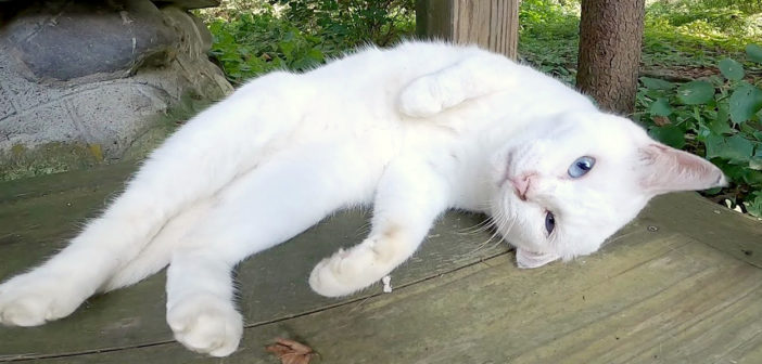 神社の猫