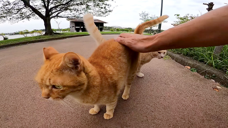 モフモフされる猫達