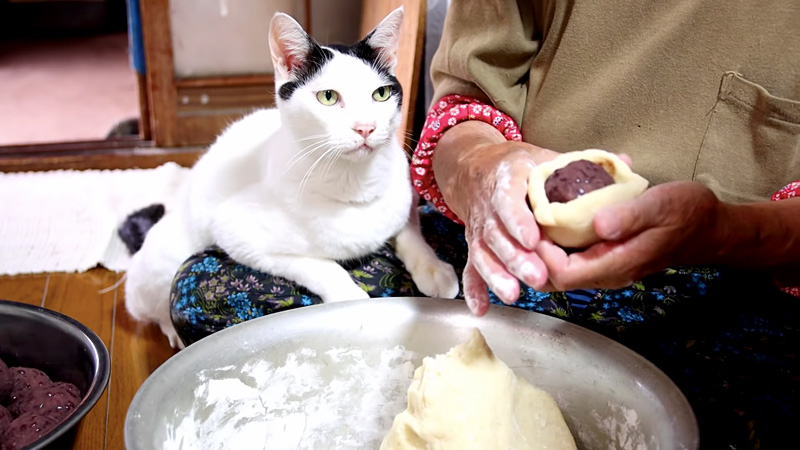 まんじゅう作りを見つめる猫