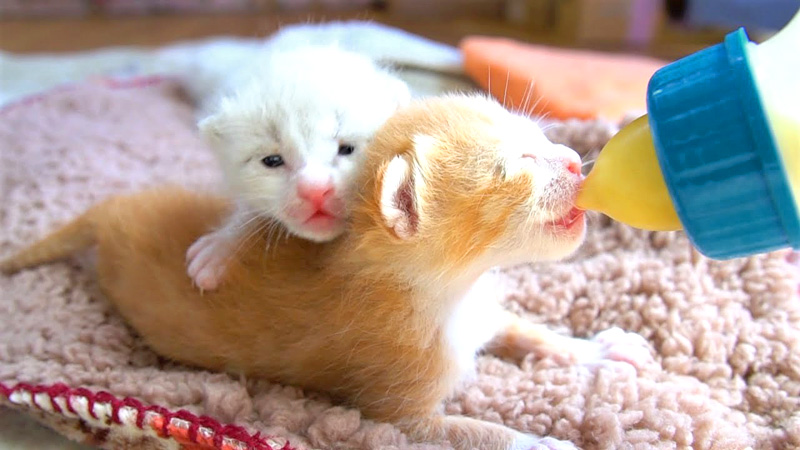 ミルクを飲む子猫