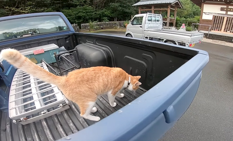 荷台を探索する猫