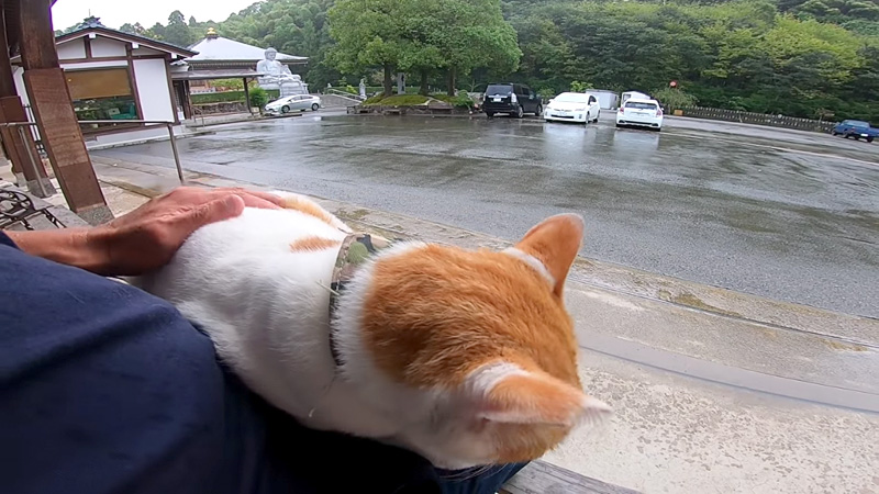 膝でくつろぐ猫