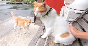 雨宿りする猫