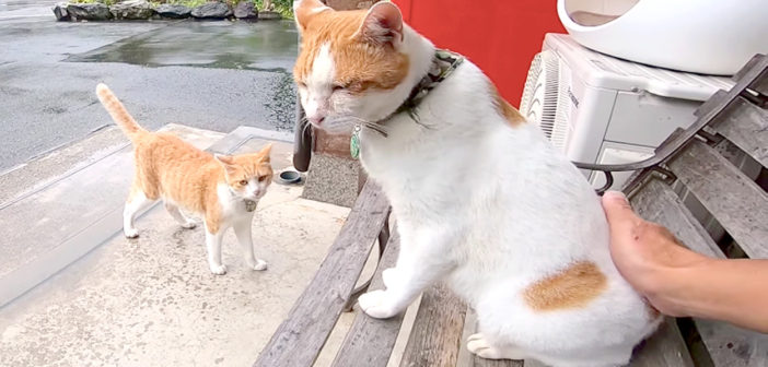 雨宿りする猫