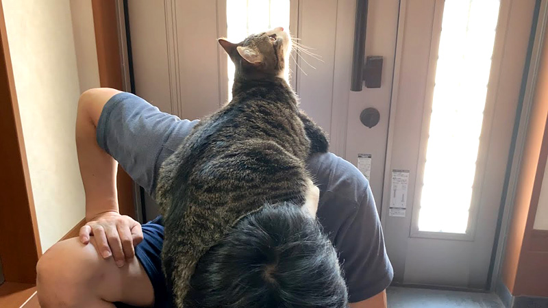 肩に乗る猫