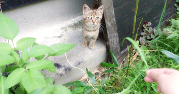 迷子の子猫