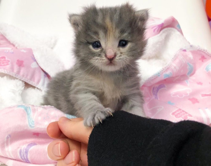 握手する子猫