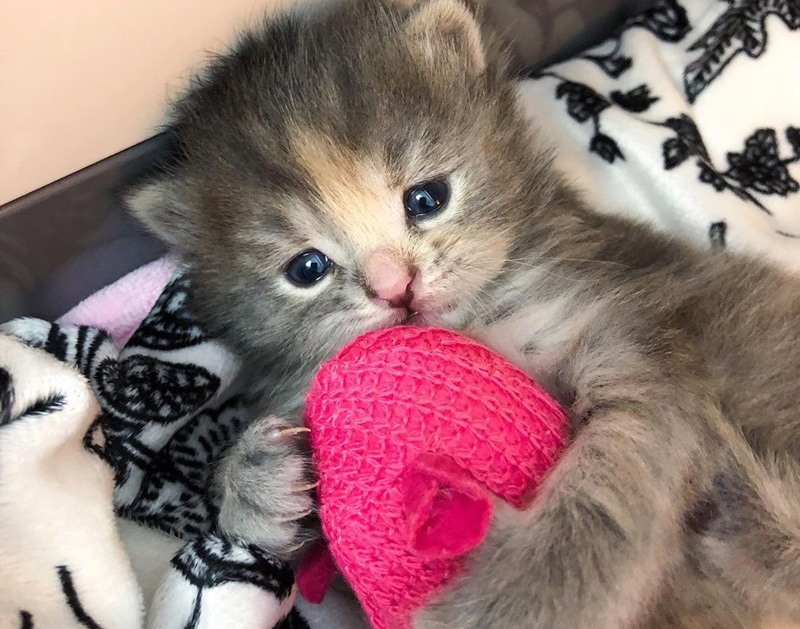 抱きしめる子猫