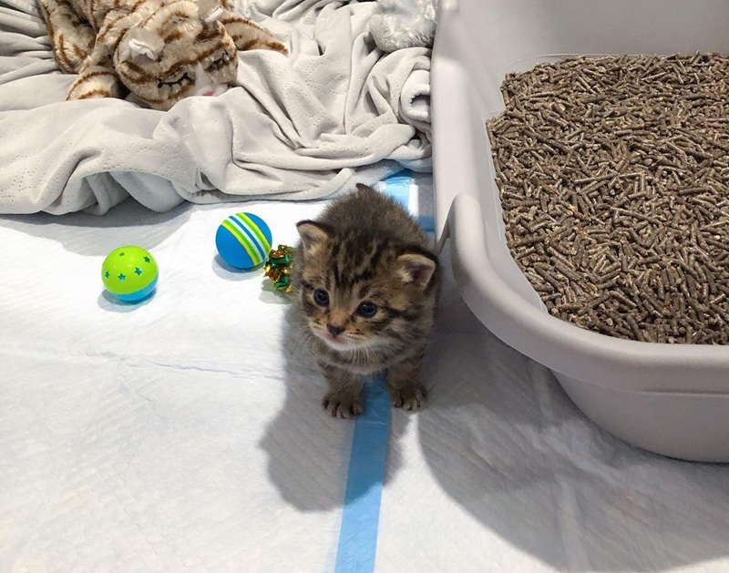 見つめる子猫