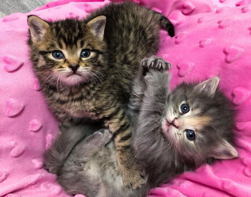 寄り添う子猫達