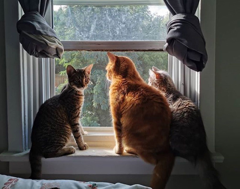 窓の外を見る猫達